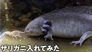 ウーパールーパー水槽にザリガニ入れてみたら Youtube ウーパールーパー水槽にザリガニ入れてみたら Youtube
