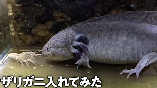 ウーパールーパー水槽にザリガニ入れてみたら・・・