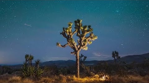 Joshua Tree Starscape Stock Video