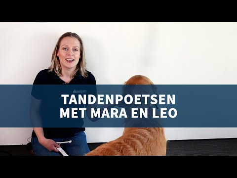 Video: Vraag het aan een dierenarts: is een hondenmond echt schoner dan die van een mens?