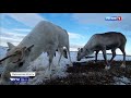 Вести в 20:00. В Мурманской области олени ждут своей очереди на вакцинацию от сибирской язвы