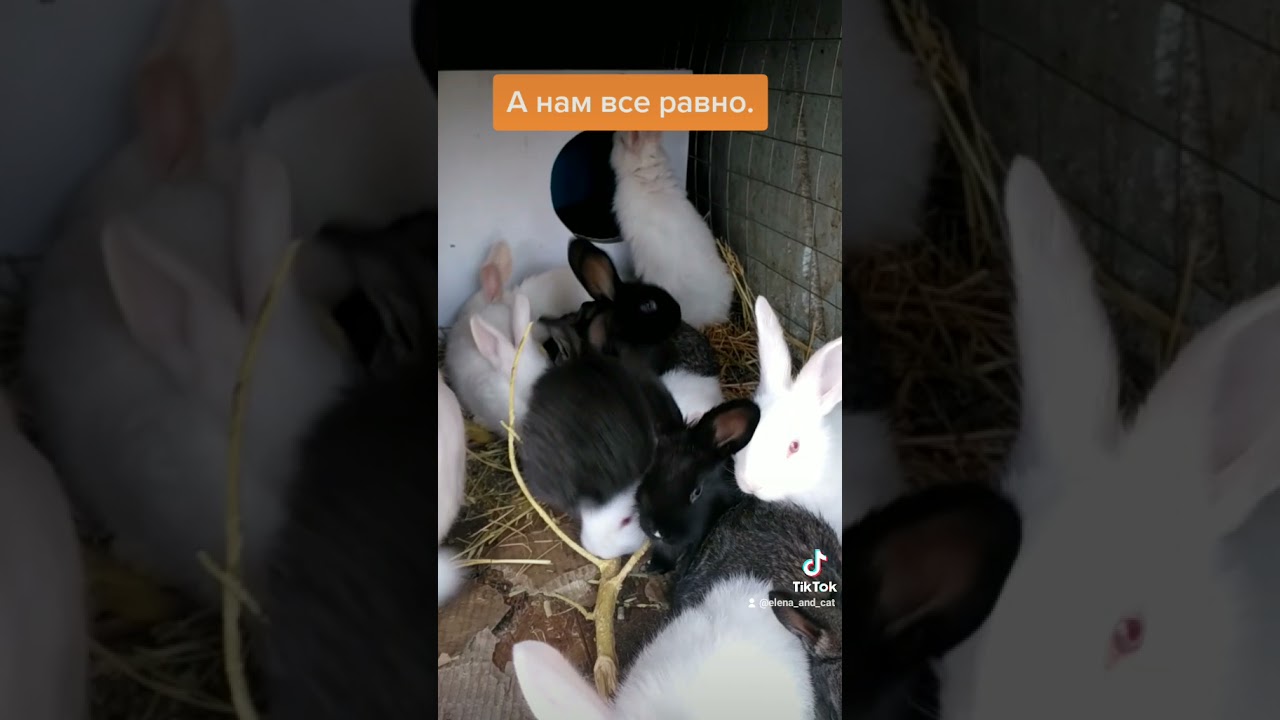 Крольчаткам месяц. Весят примерно по 600 грамм.