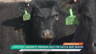 Livestock Indemnity Program Help For Cattle Heat Deaths