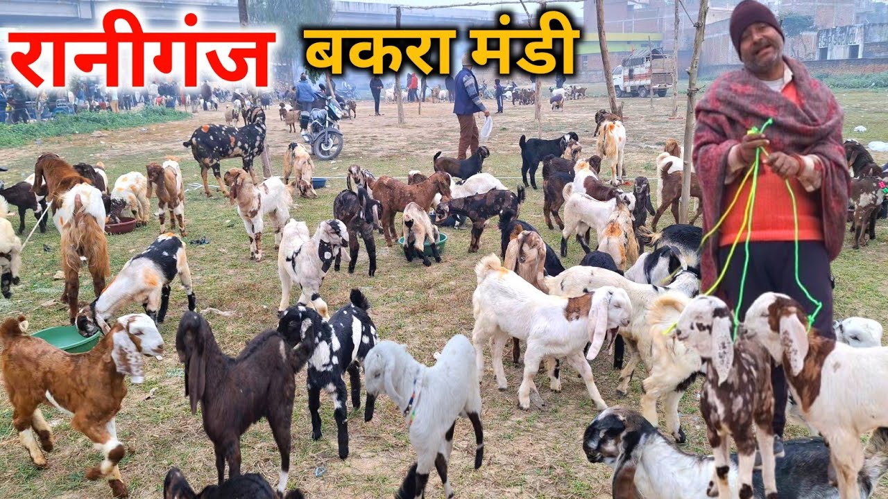 आज रानीगंज बकरा मंडी में आये शानदार पालने वाले बच्चे |30 Dec 25 | Raniganj Bakra Mandi Amethi up 