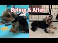 Grooming a Yorkshire Terrier 🐶 puppy cut 🐶 round Teddy Face.