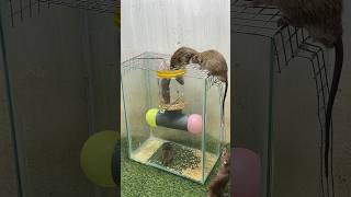 Best home mouse trap/good spinning rat trap mousetrap rattrap rat mouse
