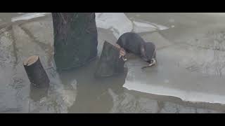 What is this otter eating? by domaleons 171 views 2 years ago 29 seconds