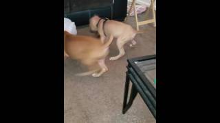 Tha Best Gamebred Pits Kennel