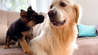Golden Retriever Reacts to our New German Shepherd Puppy