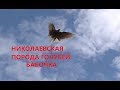 НИКОЛАЕВСКИЕ ГОЛУБИ БАБОЧКА /pigeons/ В ГОСТЯХ У ВОВЫ КЕРЧЕНСКОГО