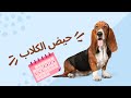 معلومات وعلامات الحيض عند الكلاب mp3