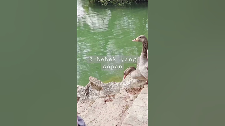 Sopan santun bebek
