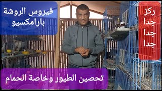 ركز جدا معايا فى تحصين الطيور وخاصة الحمام من فيروس الروشة بطريقه سهلة وبسيطة #م _أسامة_حسين