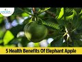 5 surprising health benefits of chaltaelephant apple