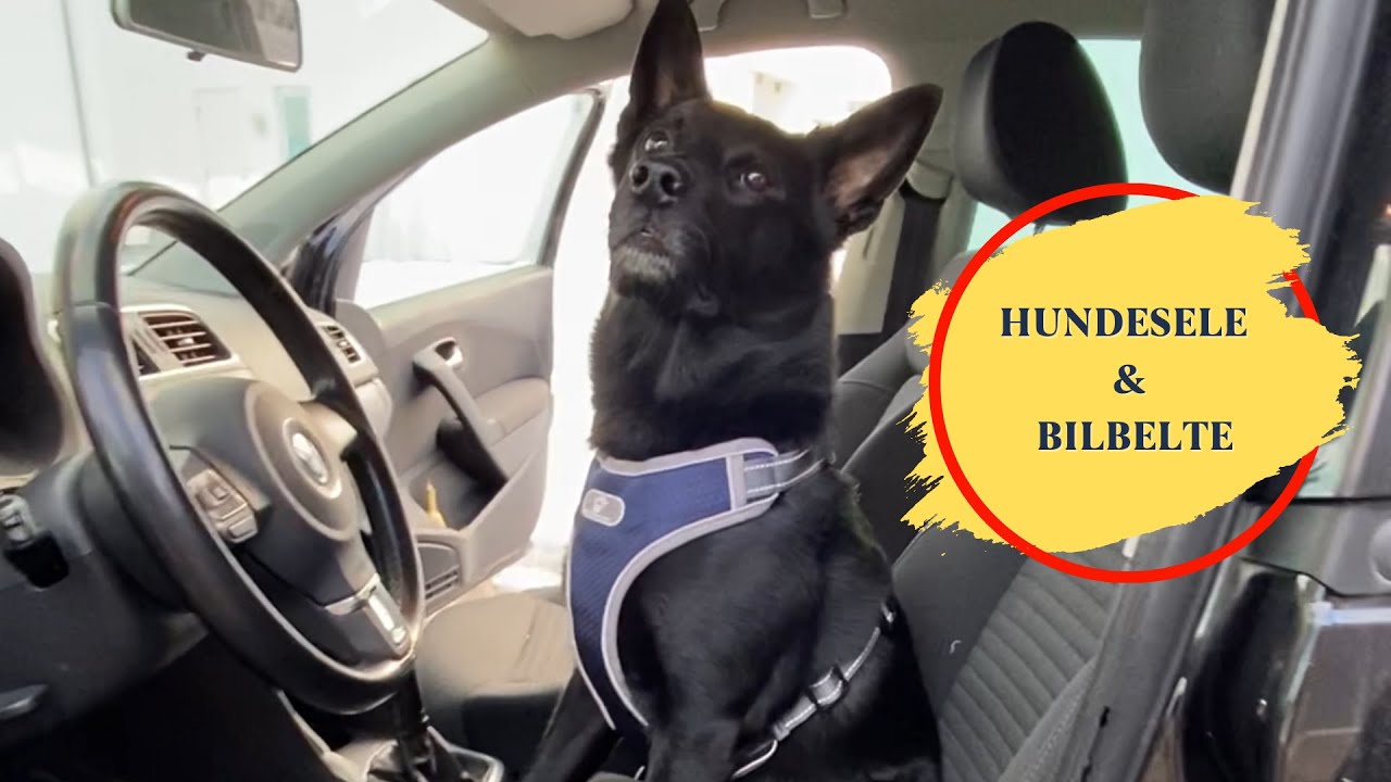 Hundesele med refleks + Bilbelte til hund | HobbyHund.no - YouTube