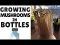 How To Grow Mushrooms In Bottles