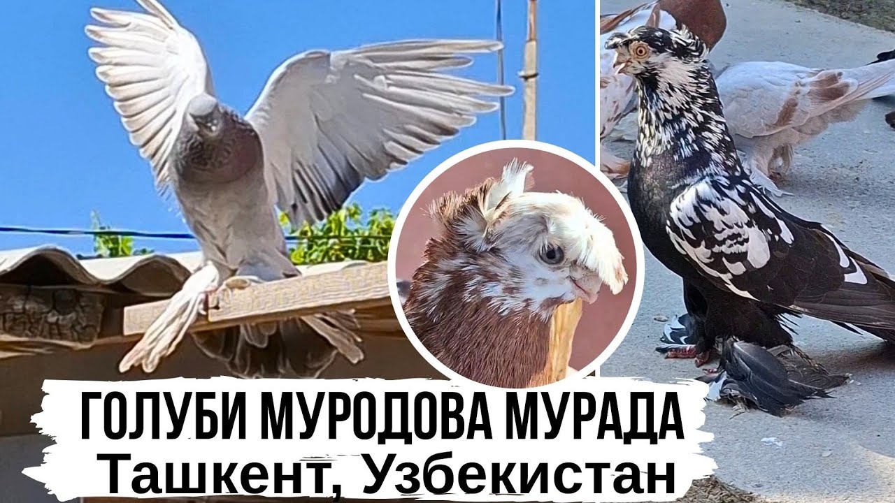 Сизые пушка 🔥 г. Ташкент | Бойные голуби Мурада | Узбекистан