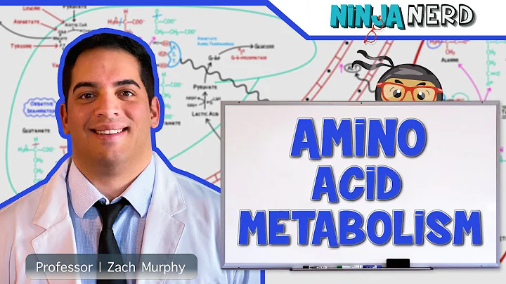 Metabolism | Amino Acid Metabolism - DayDayNews