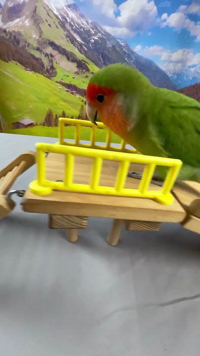 Bird Training : Smart lovebird Parrot | Smart Little Cute Parrot #training #smartparrot #cute