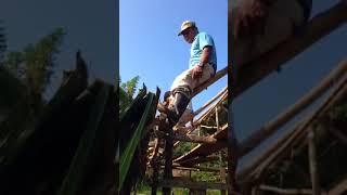 Roof thatching in Belize