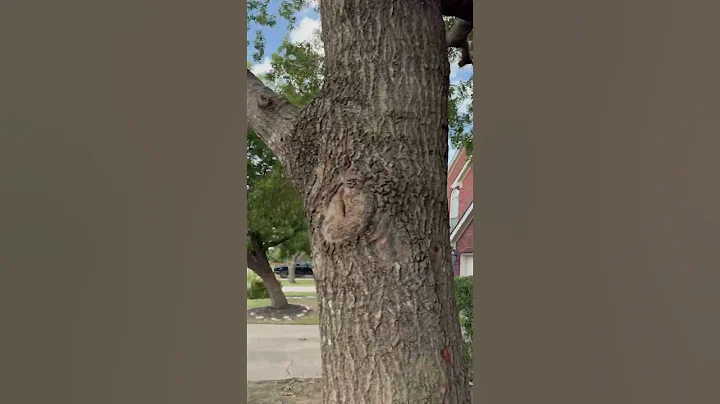 25 MPH Wind Gusts in Frisco TX