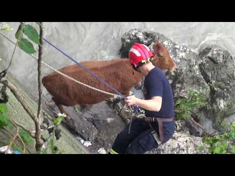 ქუთაისში მსხვილფეხა რქოსანი პირუტყვის სამაშველო ოპერაცია ჩატარდა