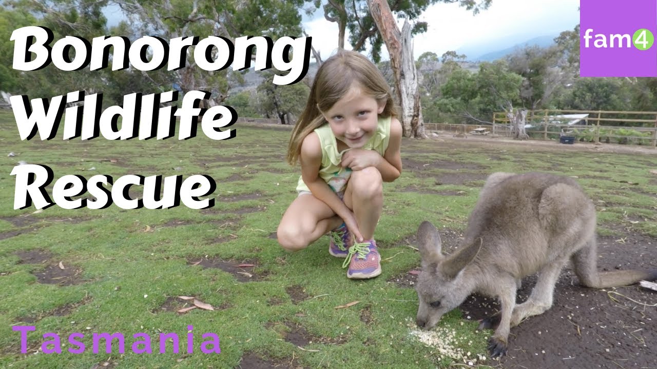 Bonorong Wildlife Sanctuary's Amazing Tasmanian Wildlife (Ep. 58) - Family Travel Channel