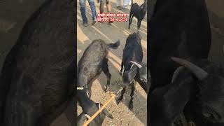 शेळी बोकड बाजार #viral #शेतकरी #shortsvideo #farming #shorts #goat #goatfarming #bazar #sangola #cow