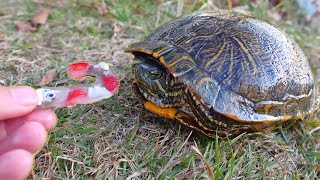 Turtles Love Candy Canes!