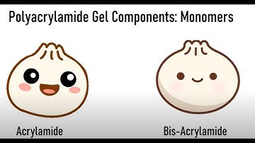 Polyacrylamide Gel Electrophoresis II Protein Electrophoresis Basics II PAGE Basics