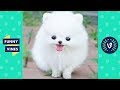 TRY NOT TO AWW! Funny and Cute Animals Videos Compilation 2018 | Funny Vines 