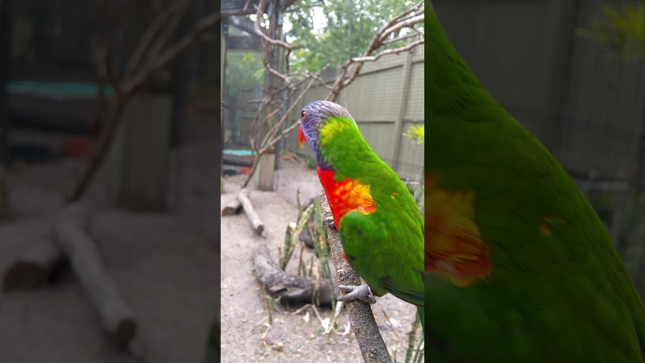 FLORIDA OWNER FINANCED HOMES FUNNY - Attacking bird