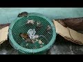 Mouse Trap homemade,Best Idea Trap,Bucket Mouse Trap Using Net,Easy make a Mouse Trap