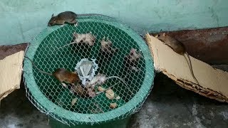 Mouse Trap homemade,Best Idea Trap,Bucket Mouse Trap Using Net,Easy make a Mouse Trap