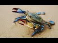 Big Crab | Fastest Cleaning and cutting | Blue crab | amazing crab cutting skills