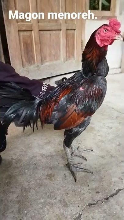 ayam magon menoreh breedeer
