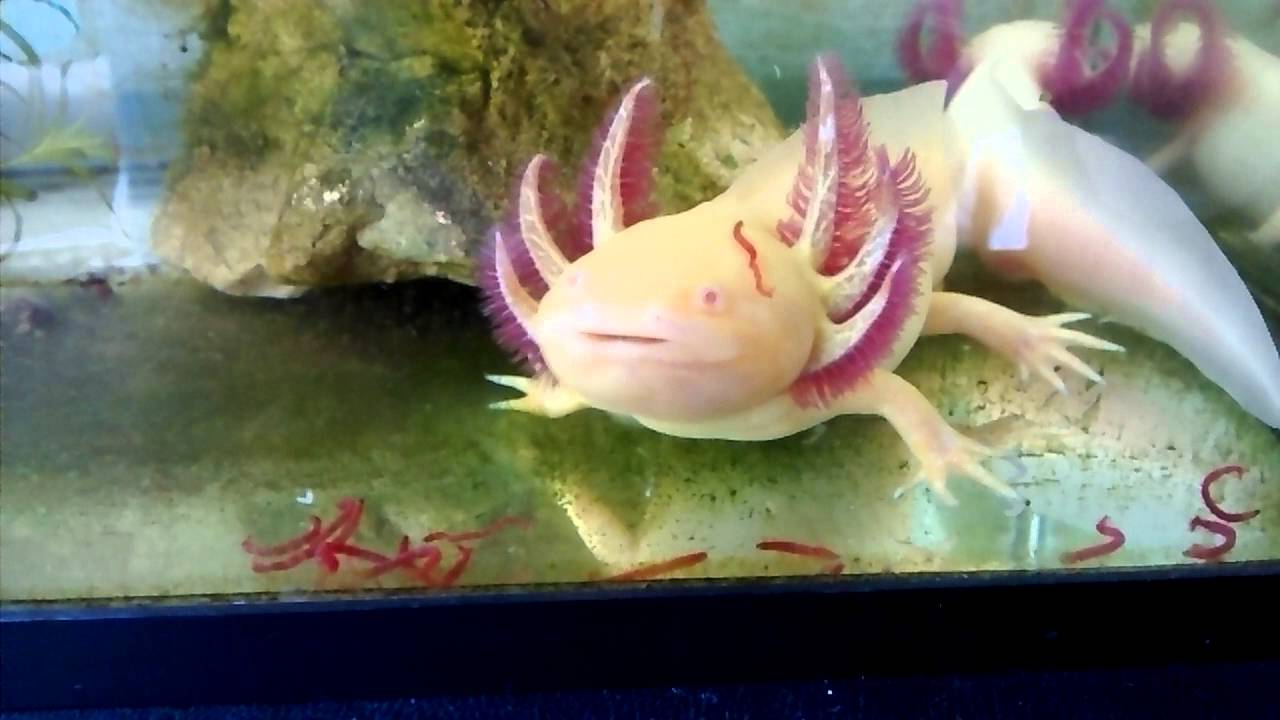 Axolotl eating bloodworms 