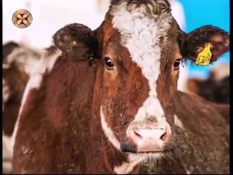 რძე და რძის პროდუქტები