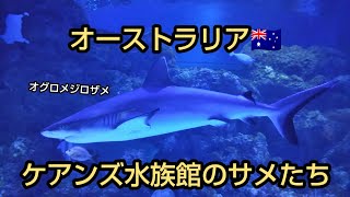 オーストラリアの水族館 ケアンズ水族館のサメたち Youtube