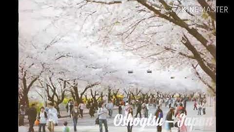 Oshougtsu Japan - Nhạc Tết Nhật Bản Siêu Hay Dành Cho Năm 2020 - Thanh Tâm Official