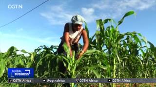 Zambian Military Attempt To Contain Army Worm Invasion