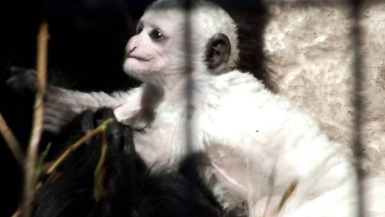 So sweet! Abyssinian Colobus baby.とてもかわいい！アビシニアコロブスの赤ちゃん。