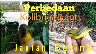 Perbedaan burung kolibri sriganti jantan & Betina