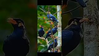 burung beo asli borneo