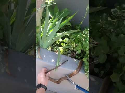 Deadly Snake by his pool