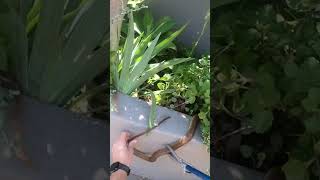 Deadly Snake by his pool