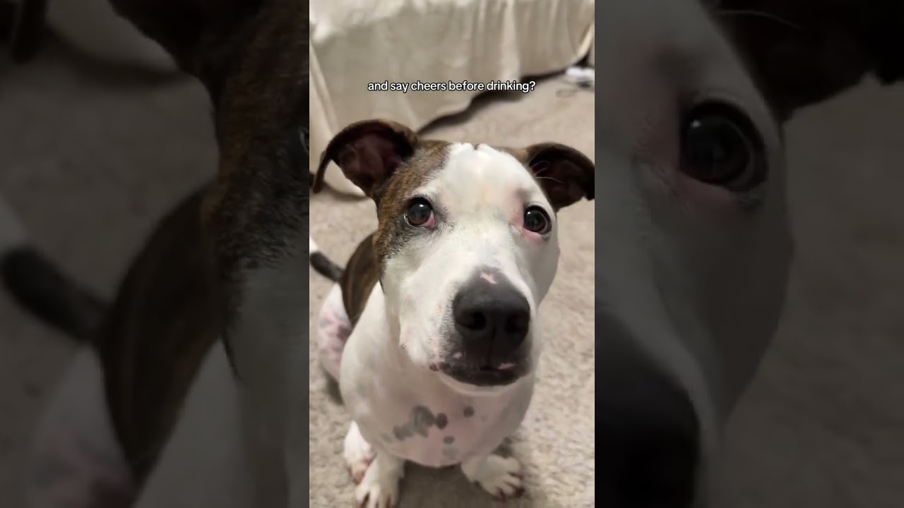 Why do you say cheers and clink glasses? 