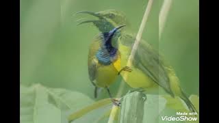 MASTER BURUNG SOGOK ONTONG | SRIGANTI [] PIKAT BURUNG SOGOK ONTONG