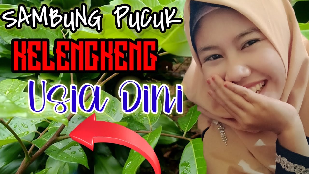 Cara Sambung Pucuk Kelengkeng Usia Dini agar cepat berbuah