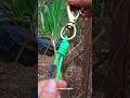 Super strong ring knot | How to tie rope to a ring 🪢 #knot #diy ##lifehacks (▶(104)